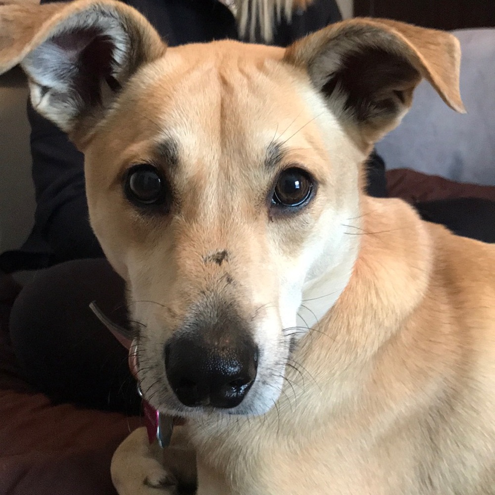 Meet your Posher, Owen